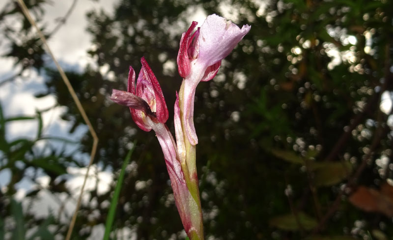 Anacamptis papilionacea